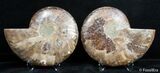 Inch Split Ammonite Pair #2631-2